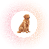 Dog dander