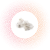Dust