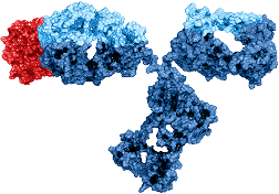 Antibody