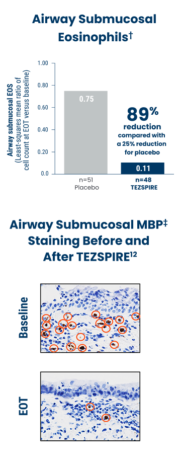 TEZSPIRE on Airway Eosinophils vs Placebo