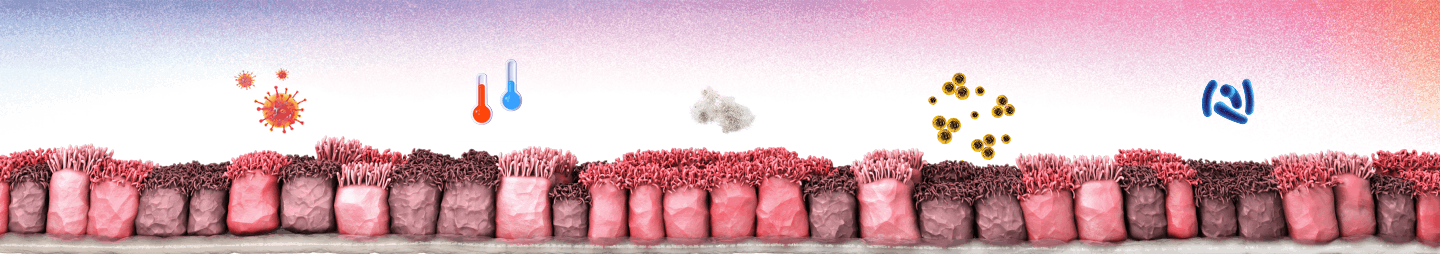 Epithelium in the Mechanism of Action