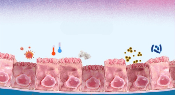 Epithelium in the Mechanism of Action